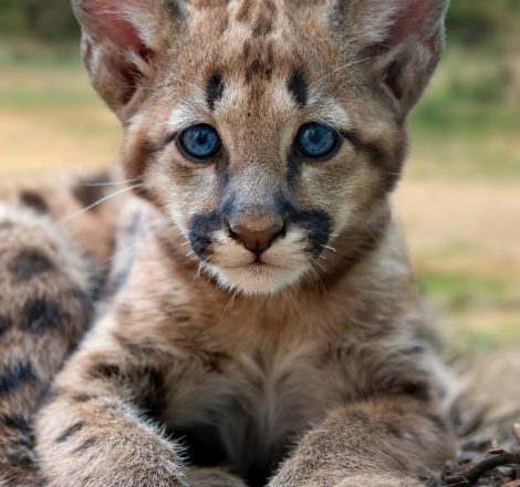 baby-cougar-mountain-lion-or-puma-2UKHP8C-scaled.jpg