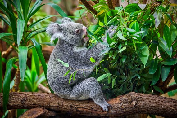 koala-bear-in-the-zoo-PX5YGQL.jpg