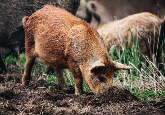 wild-boars-sus-scrofa-animal-family-with-baby-2J53RPM.jpg